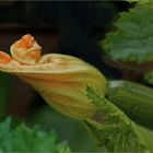 Zuchini mit  Blüte 