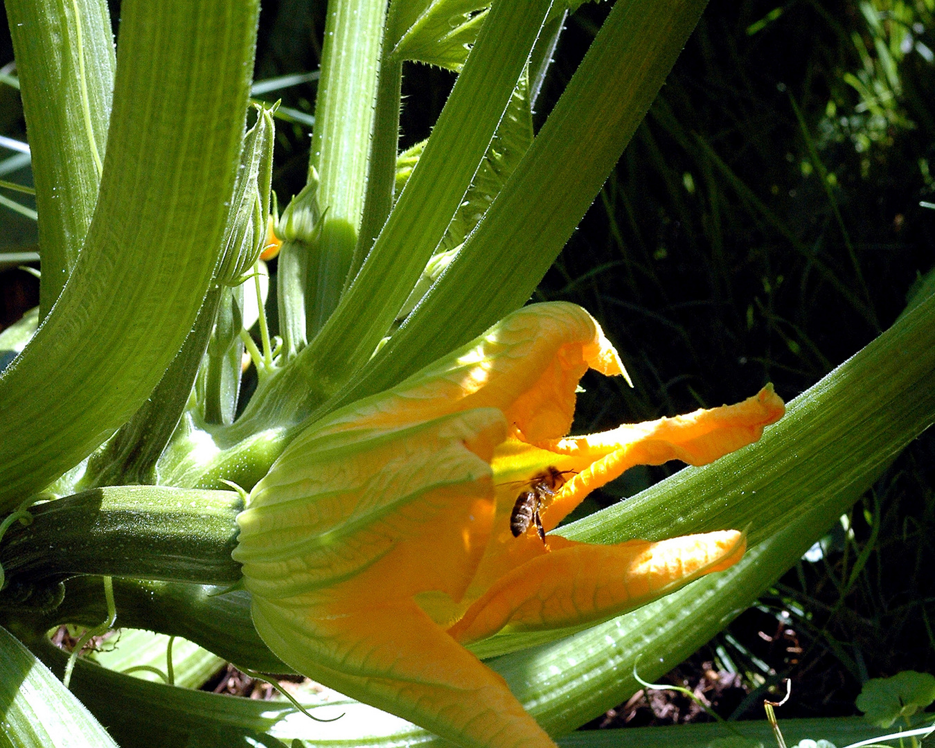 Zuchiniblüte