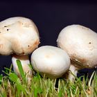 Zucht Champignons