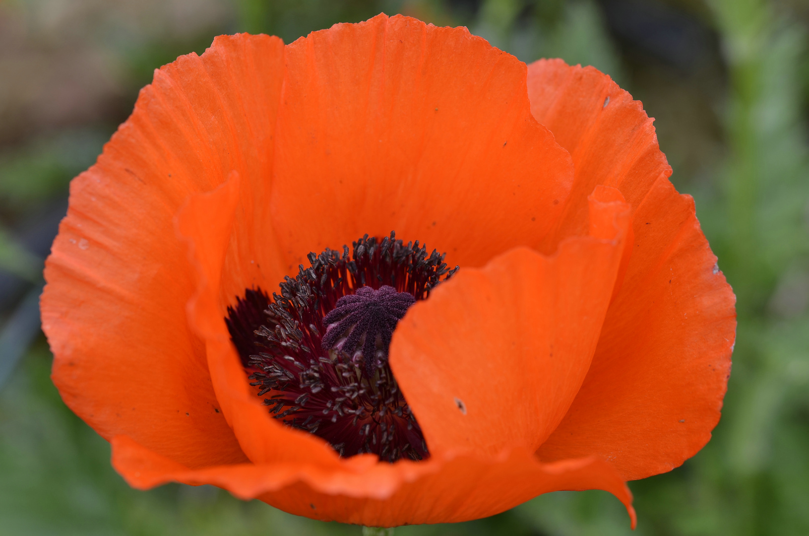 Zucht-Mohn......