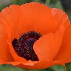 Zucht-Mohn......