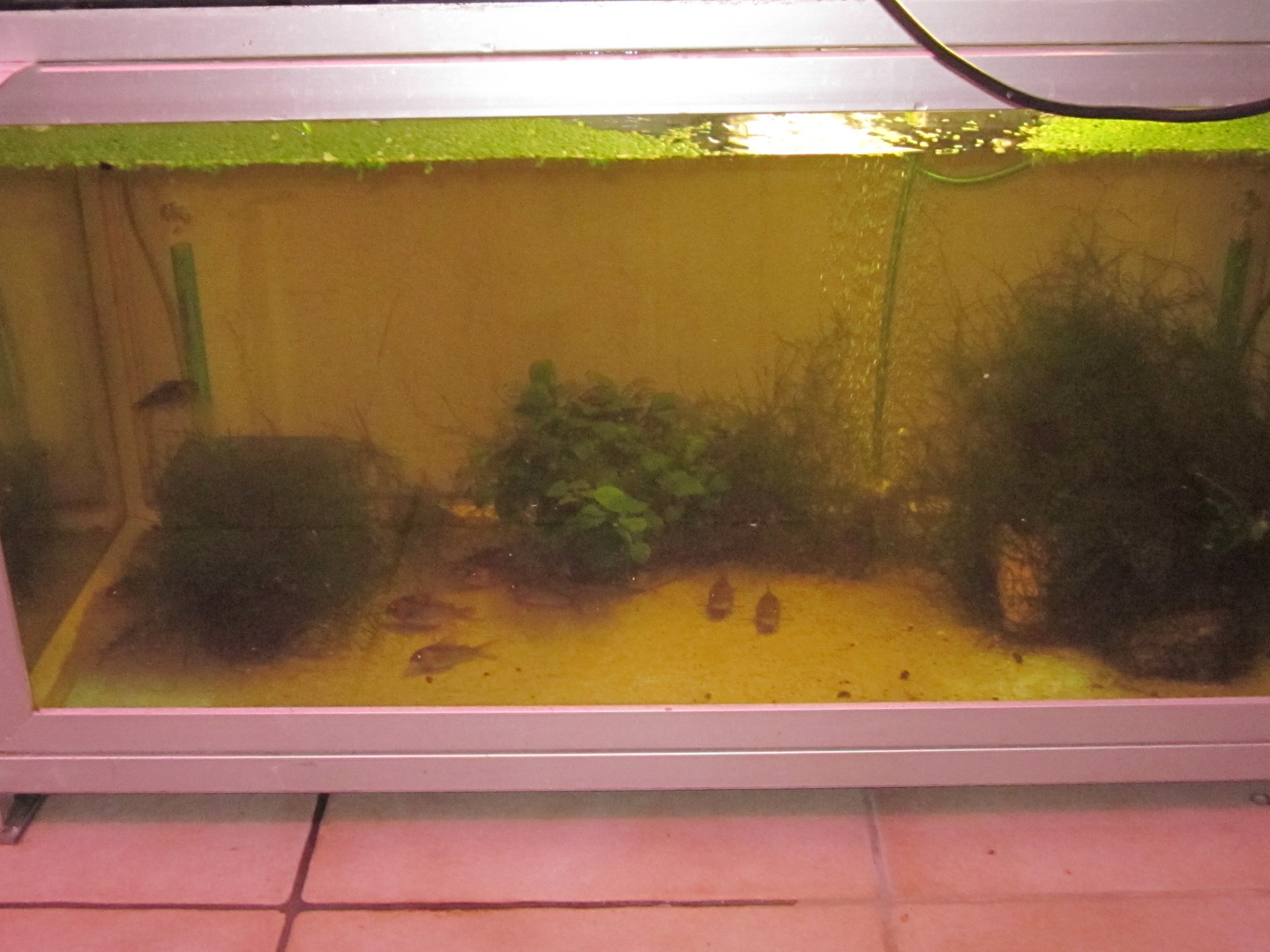 Zuchtbecken Corydoras equers