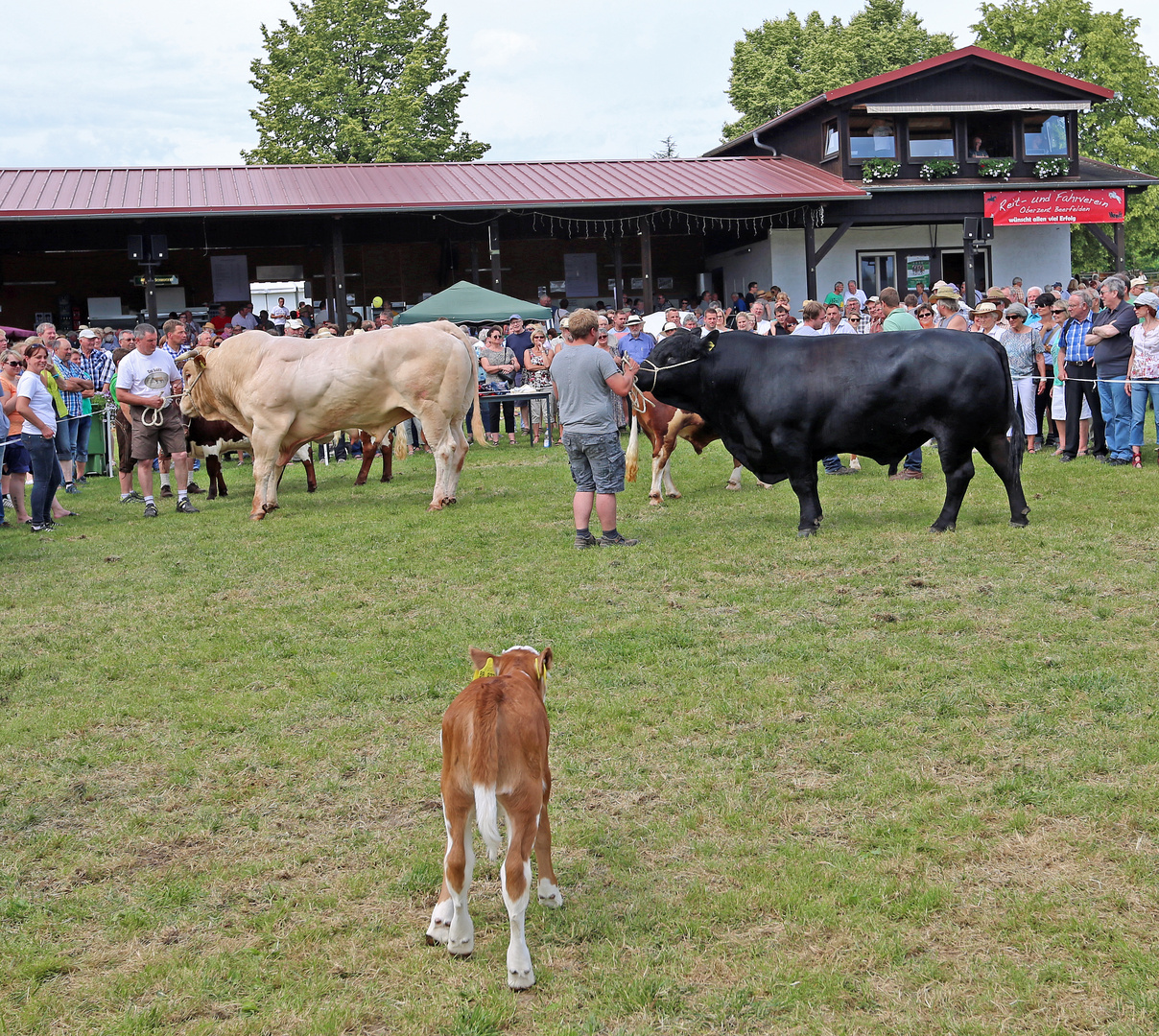 Zuchtbullen und Kalb -2-