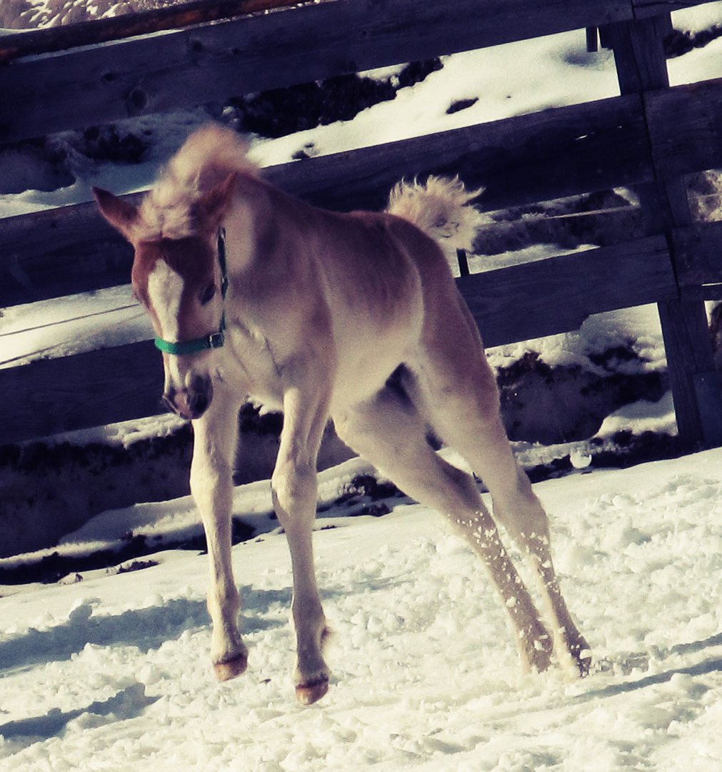 Zuchthaflingerfohlen Dolly-Dia!