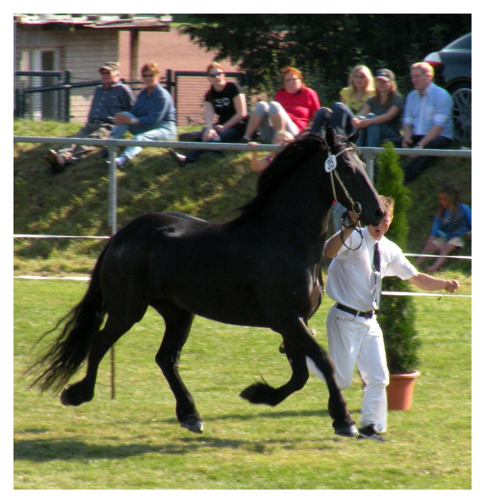 Zuchtschau der Deutschen Friesenpferde-Züchter auf der Reitanlage in Moringen.