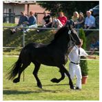 Zuchtschau der Deutschen Friesenpferde-Züchter auf der Reitanlage in Moringen.