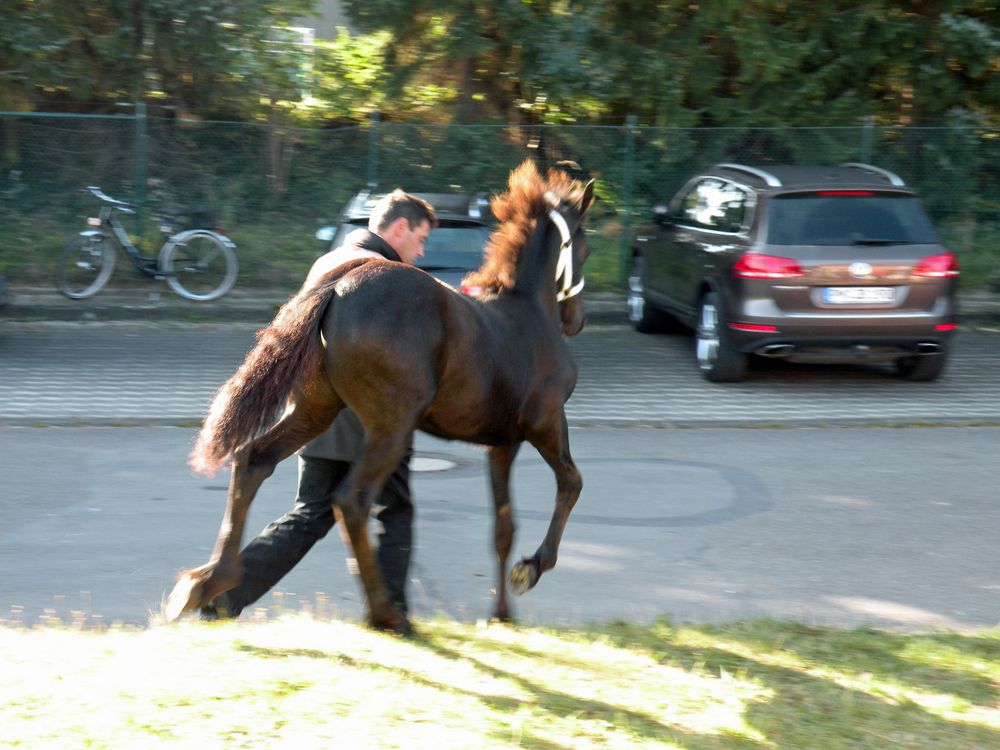 Zuchtschau der Friesenpferde am 30.09.2012 in Moringen ( 10 )