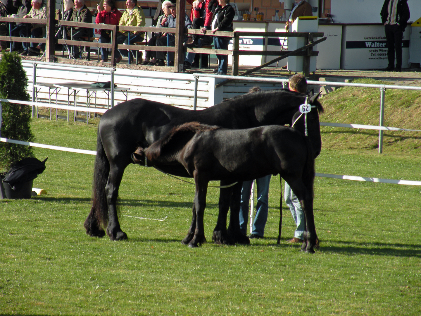 Zuchtschau der Friesenpferde am 30.09.2012 in Moringen ( 6 )