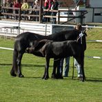 Zuchtschau der Friesenpferde am 30.09.2012 in Moringen ( 6 )