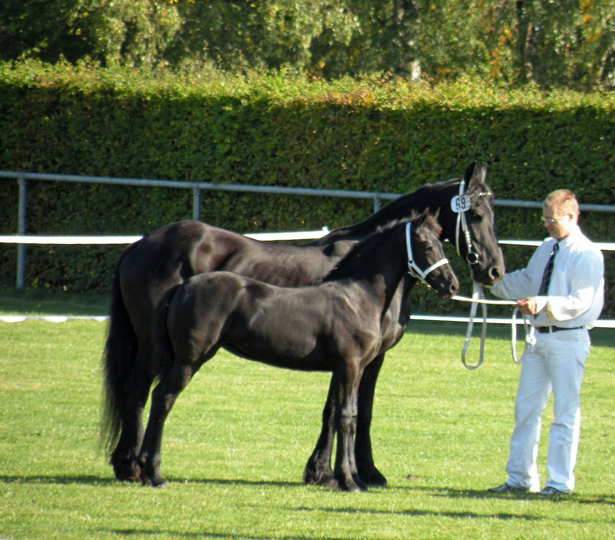 Zuchtschau der Friesenpferde am 30.09.2012 in Moringen ( 7 )