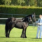 Zuchtschau der Friesenpferde am 30.09.2012 in Moringen ( 7 )