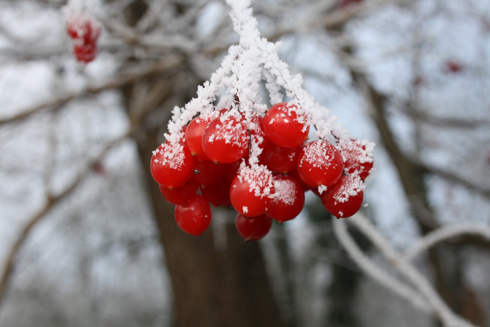 Zuckerbeeren