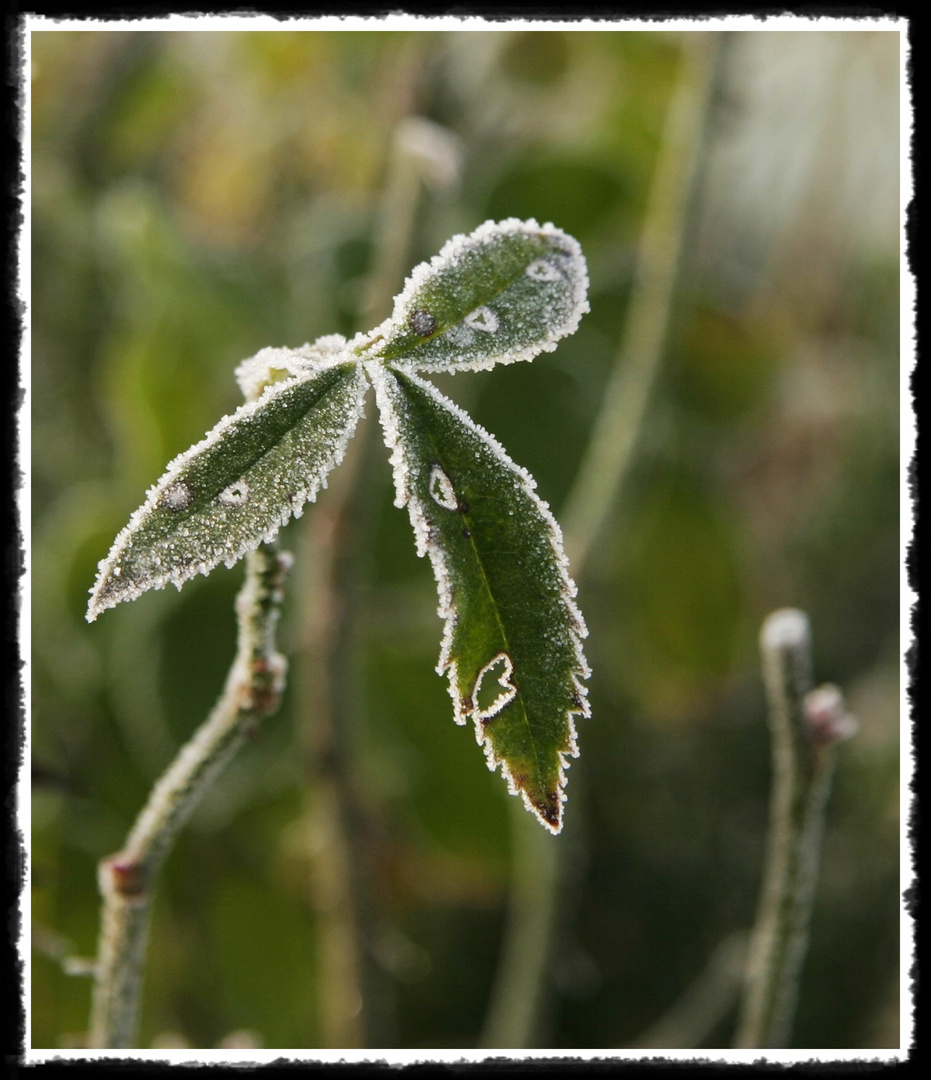 Zuckerblatt