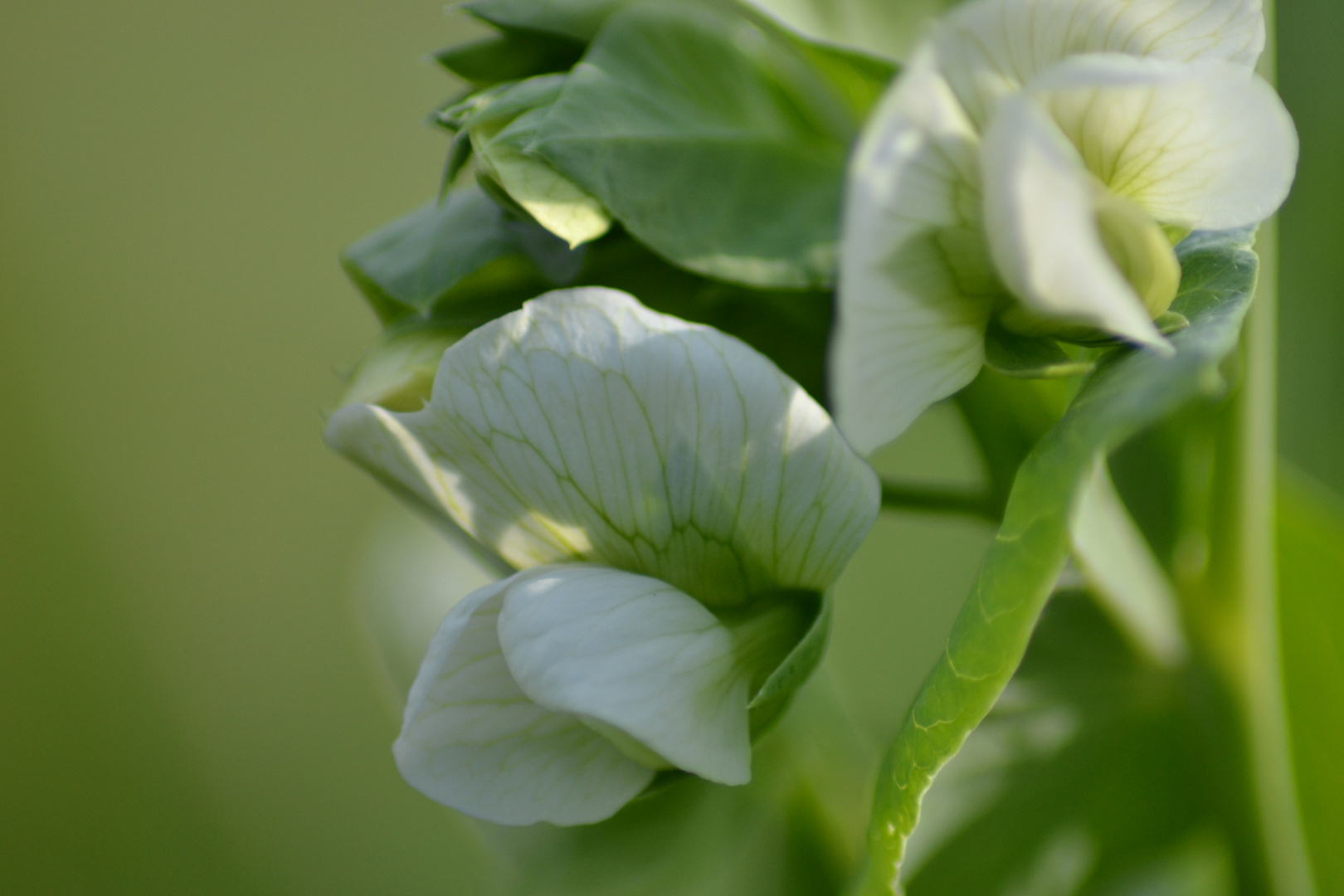 Zuckererbse Blüten