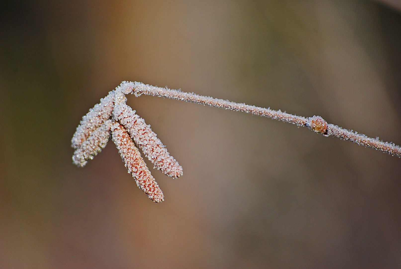 Zuckerguss... 2