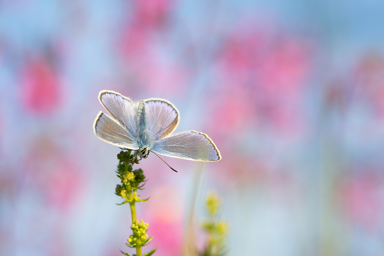 zuckerlrosa und himmelblau