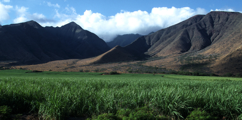 Zuckerrohr auf Hawaii