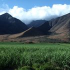 Zuckerrohr auf Hawaii