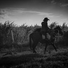 Zuckerrohr Bauer auf Pferd