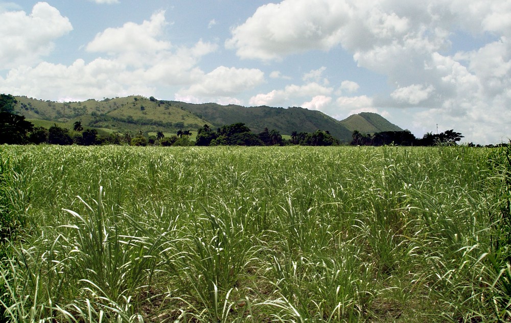 Zuckerrohr-Feld