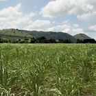 Zuckerrohr-Feld