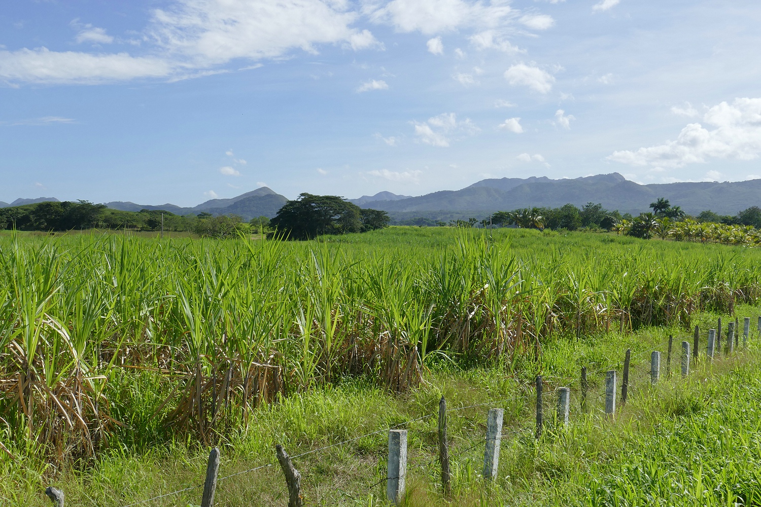 ...Zuckerrohr und die Berge der Sierra de Escambray...