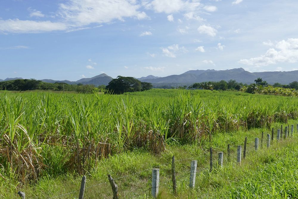 ...Zuckerrohr und die Berge der Sierra de Escambray...