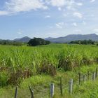 ...Zuckerrohr und die Berge der Sierra de Escambray...