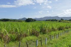 ...Zuckerrohr und die Berge der Sierra de Escambray...