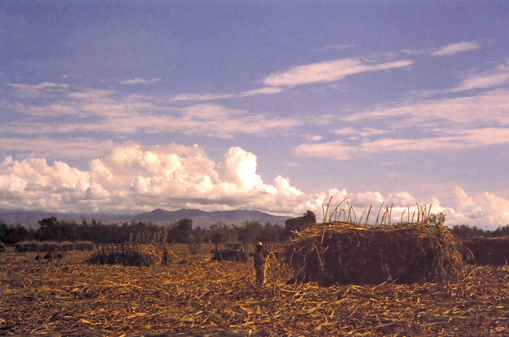 Zuckerrohrernte in Kolumbien