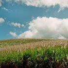 zuckerrohrfeld auf mauritius