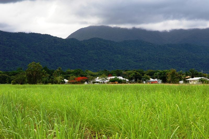 Zuckerrohrfeld bei Port Douglas