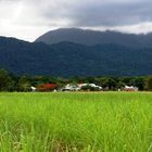 Zuckerrohrfeld bei Port Douglas