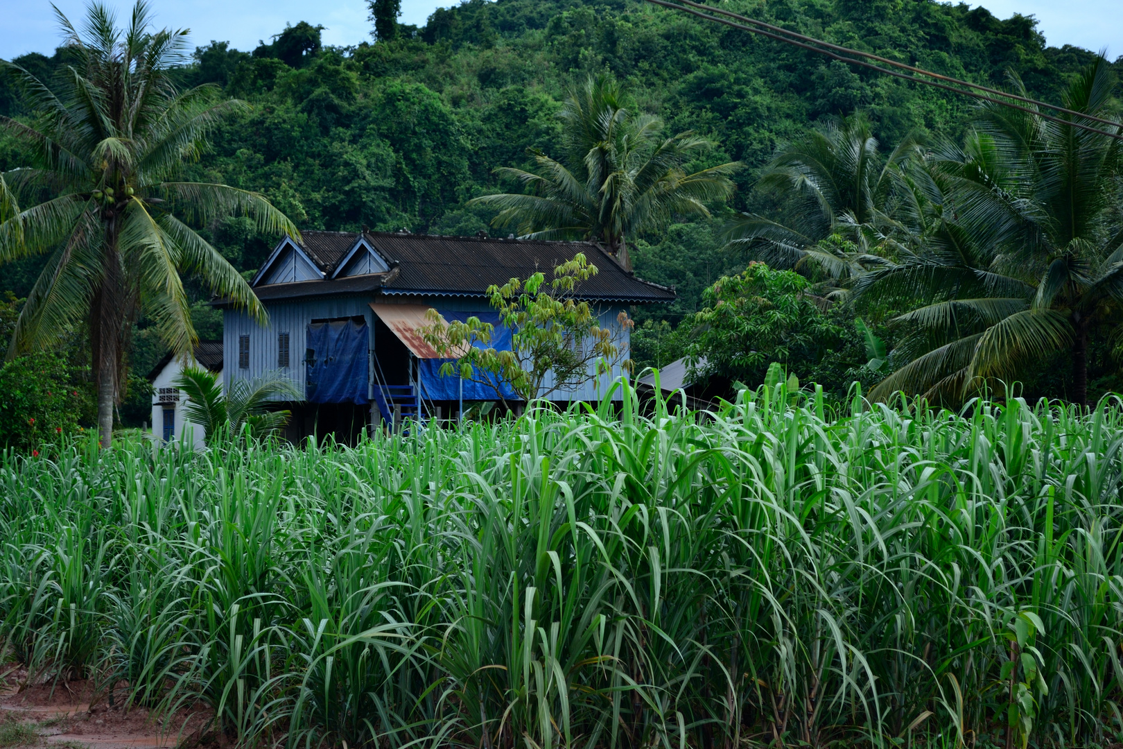 Zuckerrohrplantage, bei Kampot