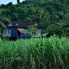 Zuckerrohrplantage, bei Kampot