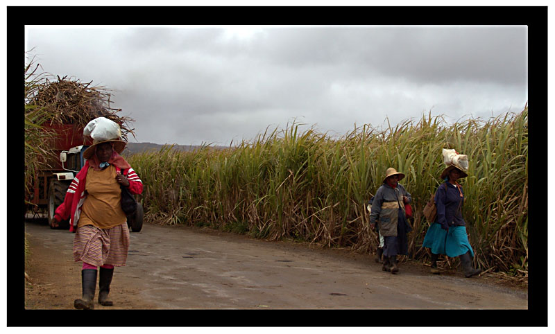 Zuckerrohrschneiderinnen auf Mauritius