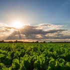 Zuckerrüben bei in der Abendsonne