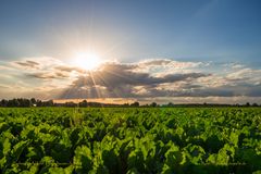 Zuckerrüben bei in der Abendsonne