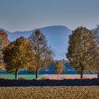 Zuckerrübenernte bei Einsiedel