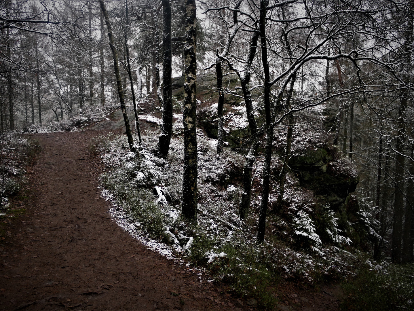 Zuckerschnee im Teuto Januar 2021 - Am Dreikaiserstuhl