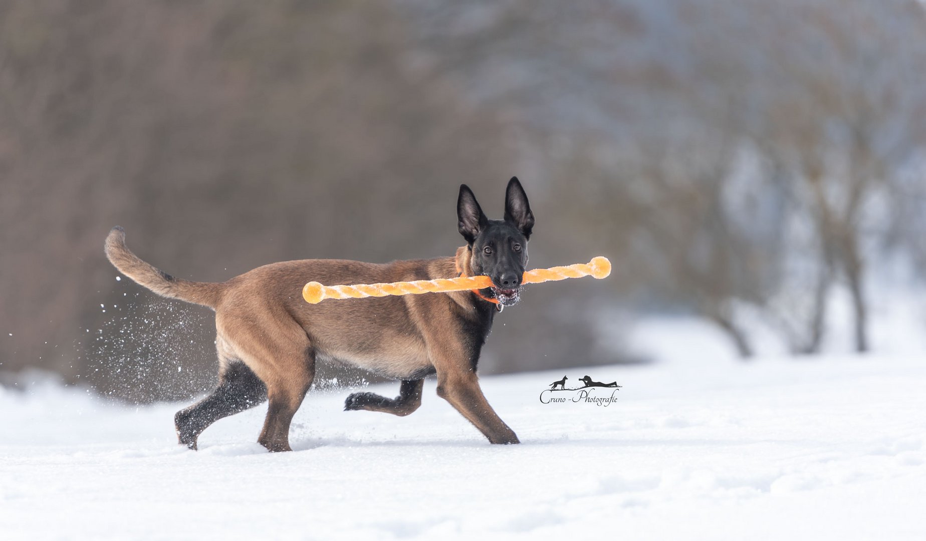 Zuckerschnute im Schnee