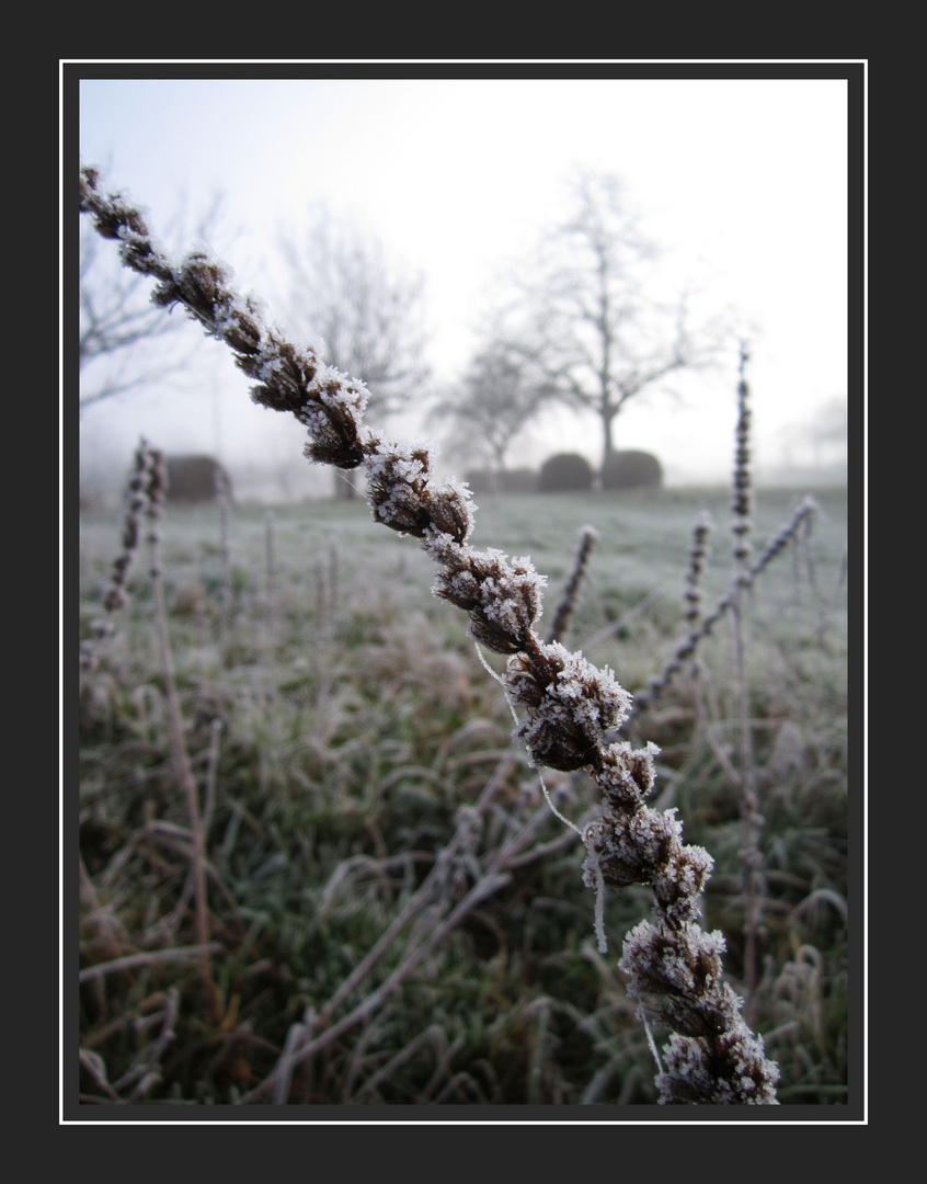 Zuckerstange