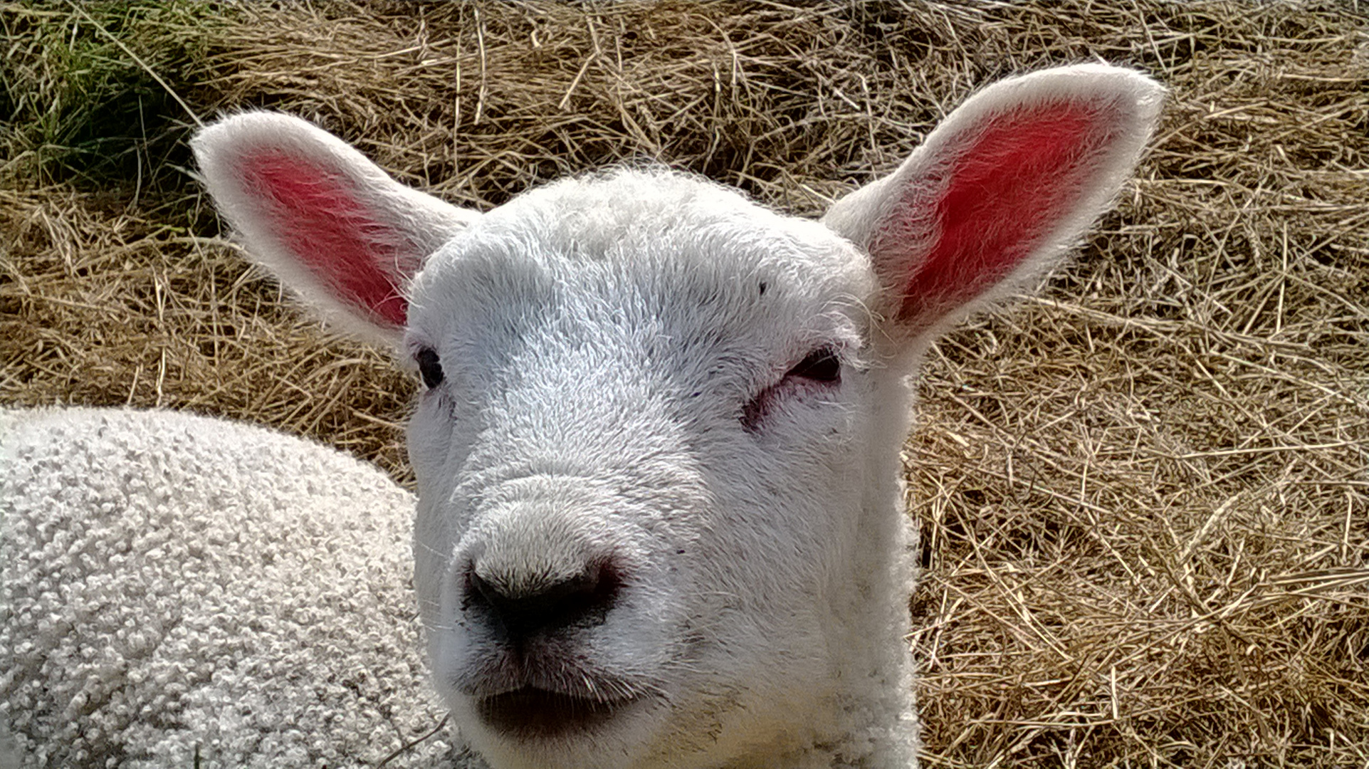 zuckersüßes-Lamm-Portrait