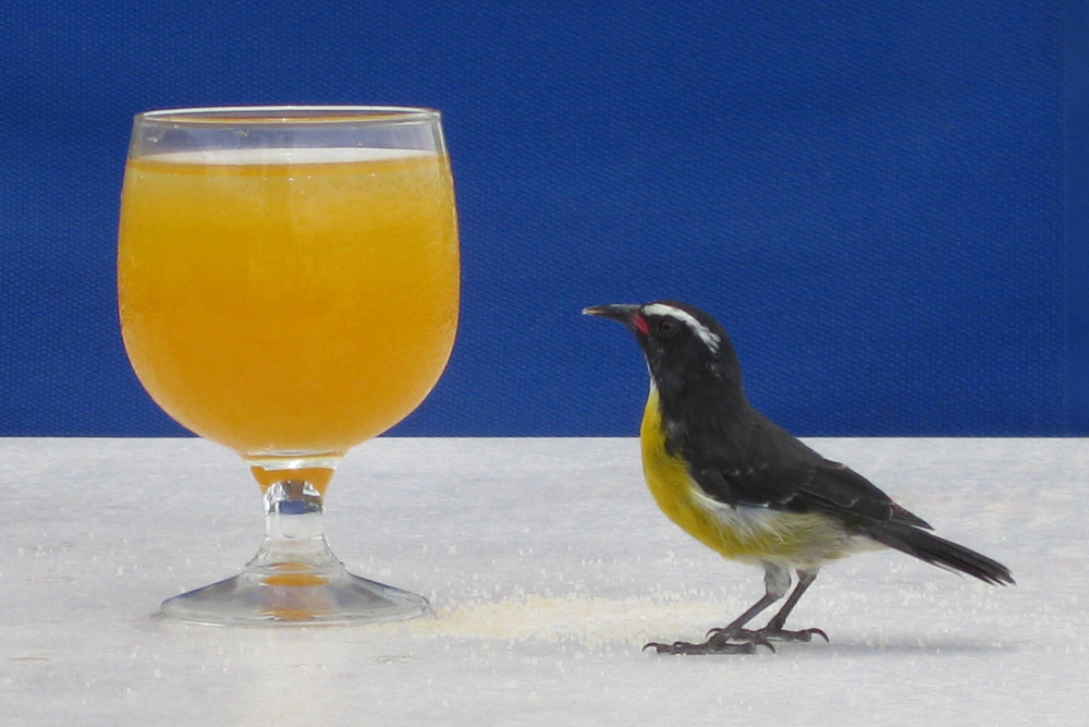 Zuckervogel 2 (Martinique)