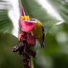 Zuckervogel an Bananenblüte