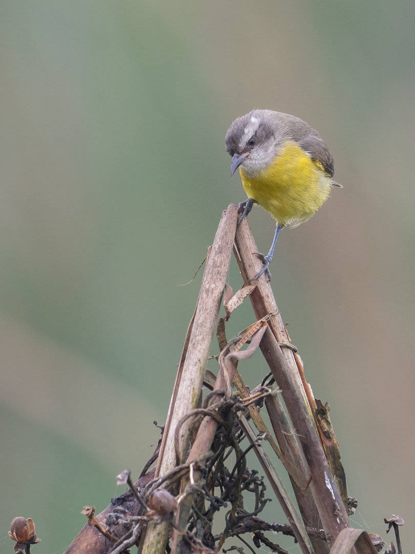 Zuckervogel...