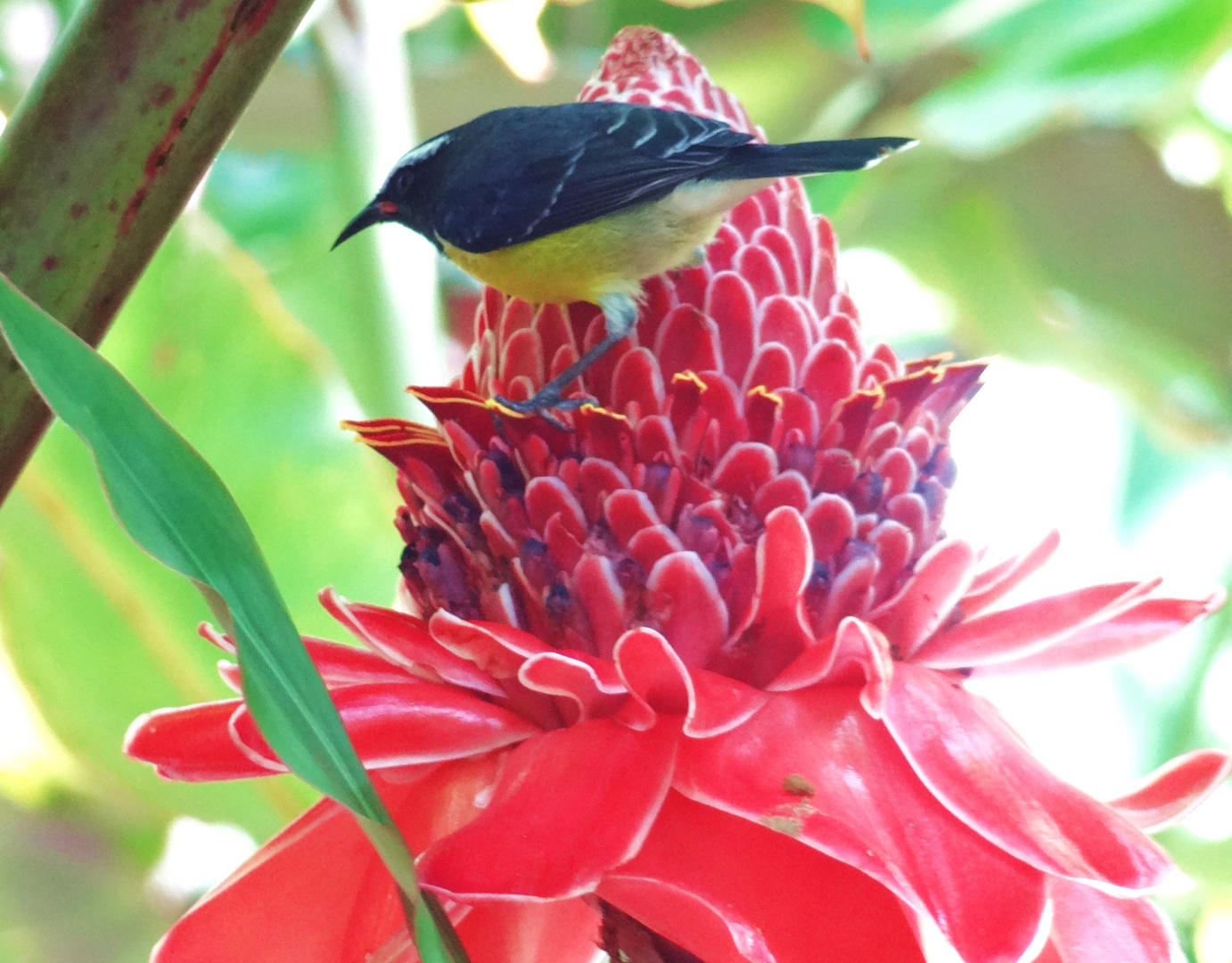 Zuckervogel und Fackelingwer