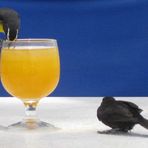 Zuckervogel und schwarzes Rotkehlchen