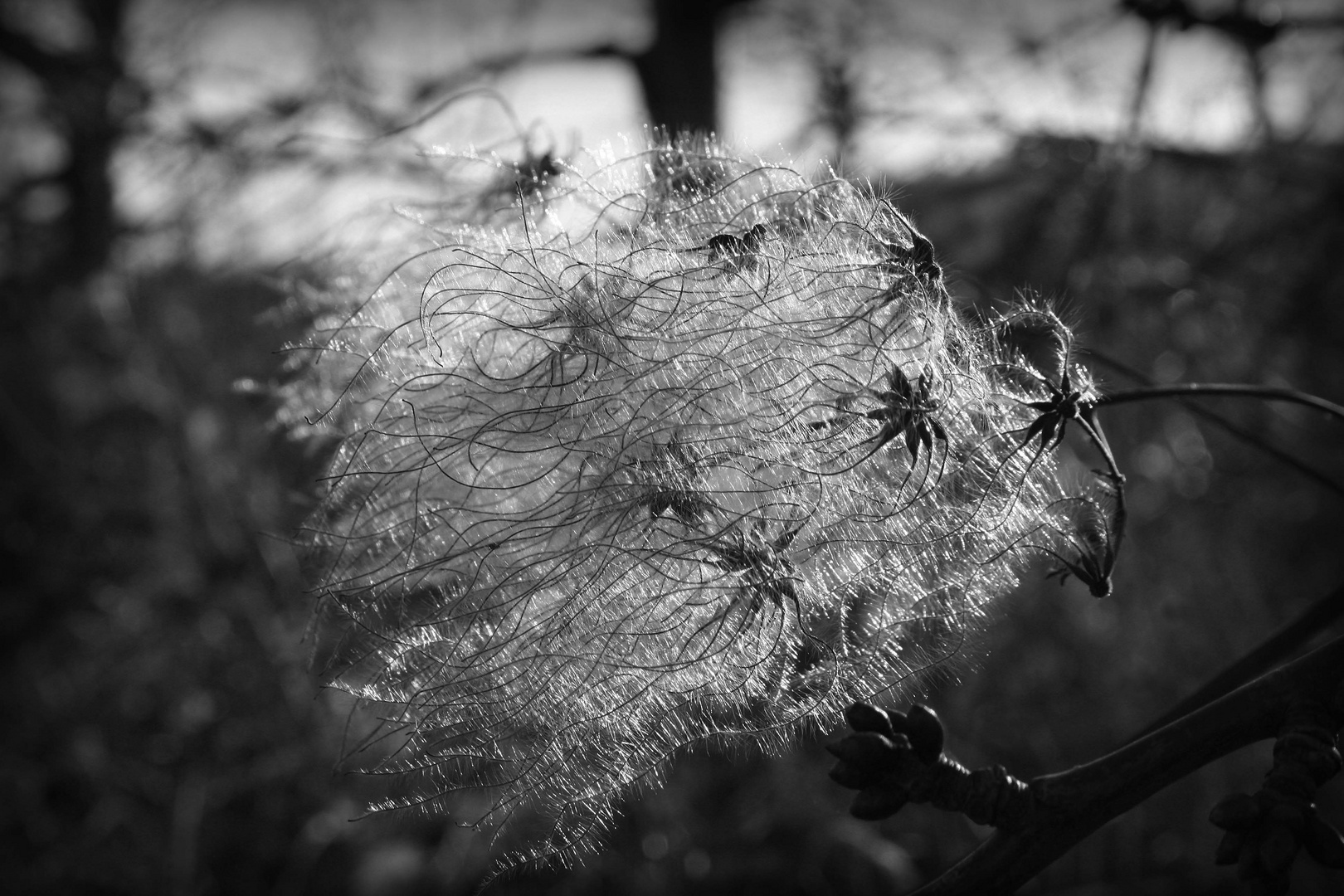 Zuckerwatte