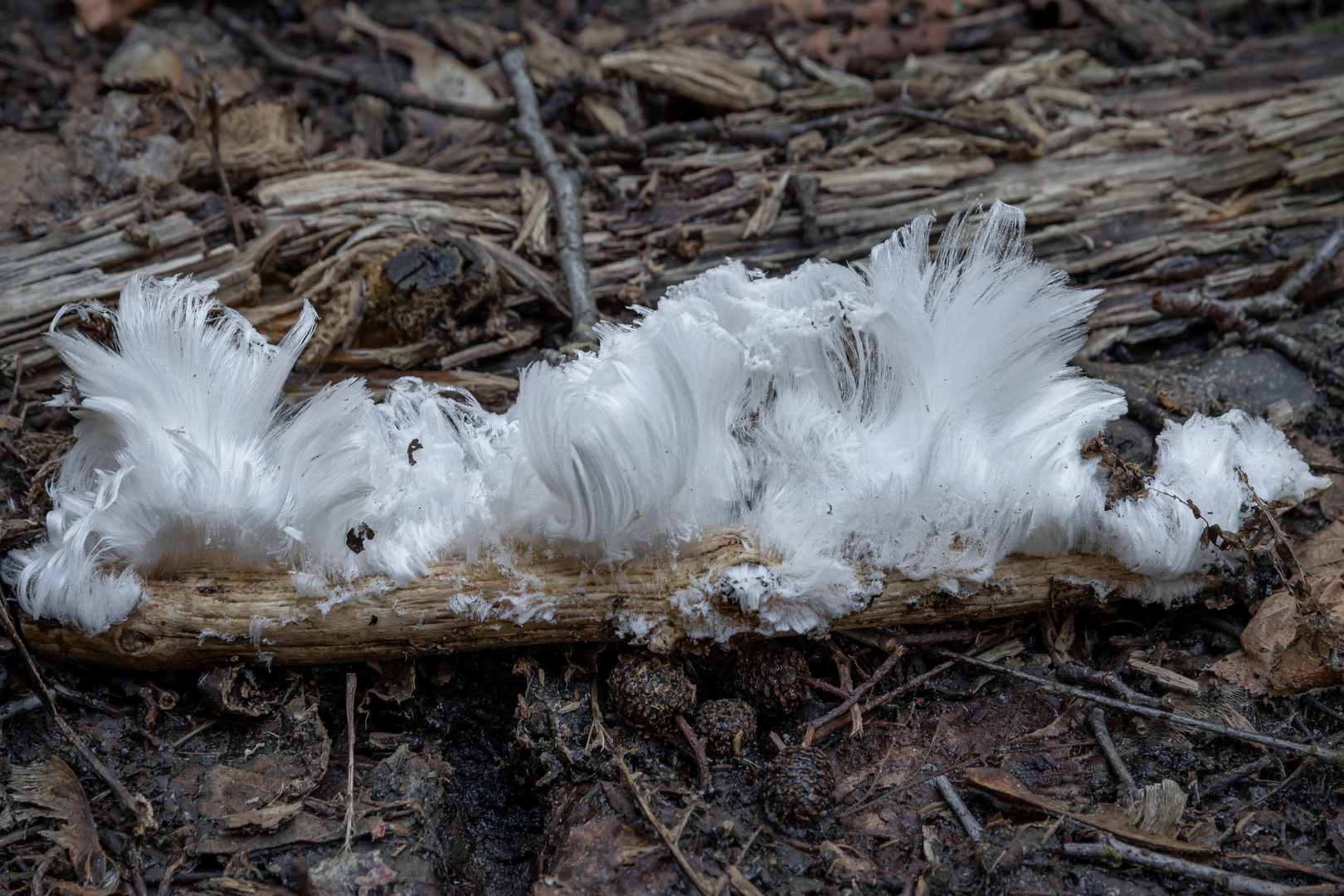 Zuckerwatte...